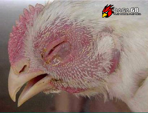 Các bệnh thường gặp ở gà