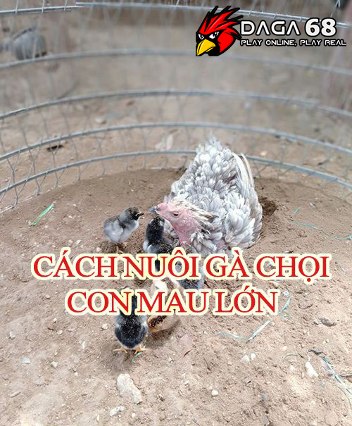 Cách nuôi gà chọi con