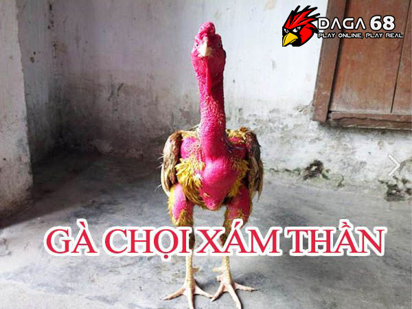 Dòng gà nổi tiếng