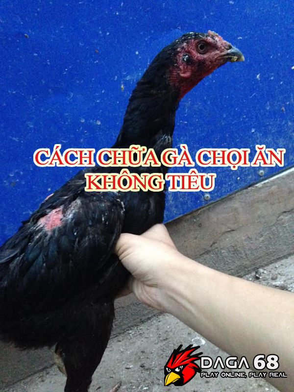 Gà ăn không tiêu