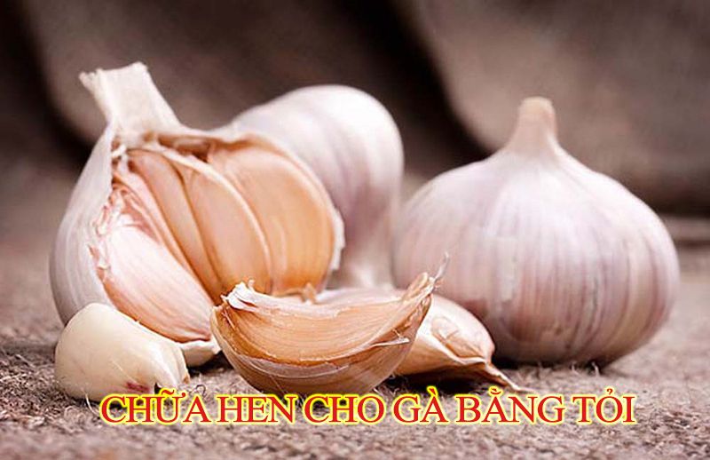 Chữa hen cho gà bằng tỏi