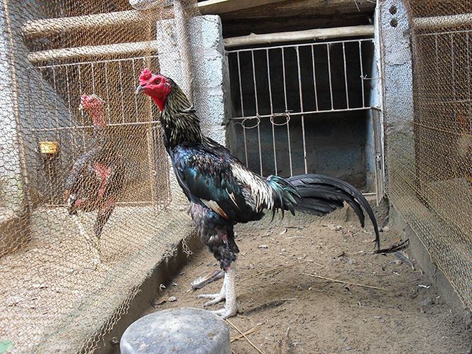  Phong trào nuôi gà chọi trên sân thượng nở rộ tại đô thị