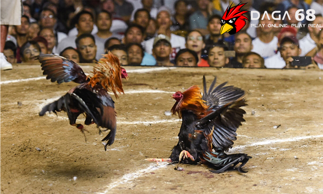 Một giải chọi gà được tổ chức tại Manila, Philippines năm 2020