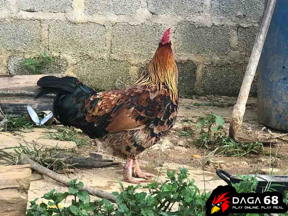 Con gà chuyển giới kỳ lạ của Tráng A Tráng ở Hua Tạt.