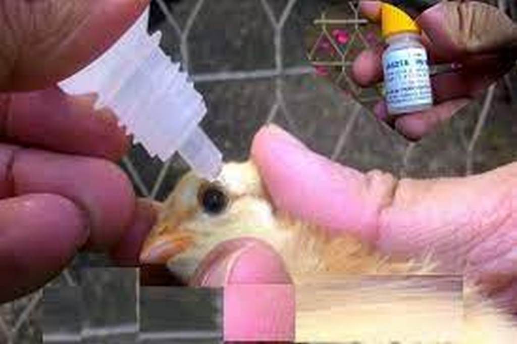 Tiêm phòng vacxin phòng bệnh gà rù