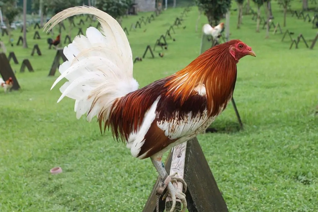 Giống gà này đang rất phổ biến ở miền Nam và miền Trung nước ta.