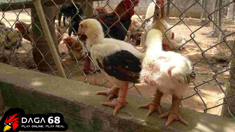 Với gà nhỏ, sức đề kháng yếu sẽ chết sau 24 giờ nếu bị ngộ độc