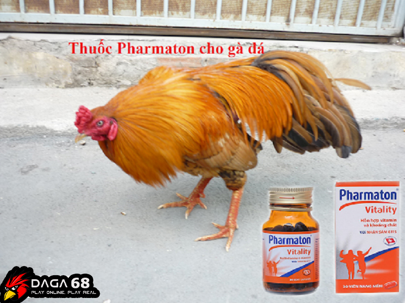 Cho gà uống pharmaton sẽ giúp sung mãn và bền sức hơn