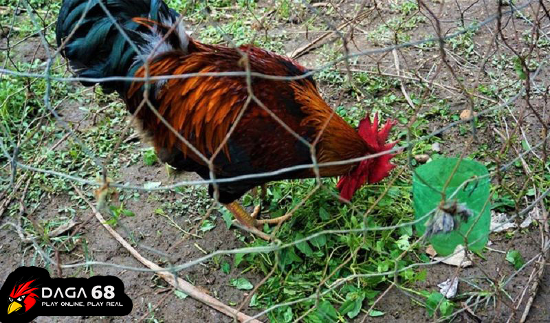 không nên cho gà ăn gìKhông nên cho gà ăn hoa, cỏ dại, cỏ ba lá, mao lương thảo, mầm khoai tây, thường xuân, đỗ quyên…